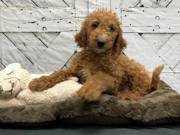 F1B Goldendoodle-DOG-Female-Golden-24213-Petland Scottsdale, Arizona
