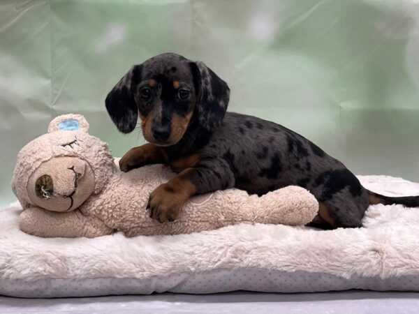 Dachshund-DOG-Female-Black / Tan-24248-Petland Scottsdale, Arizona