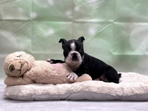 Boston Terrier-DOG-Female-Black and White-24215-Petland Scottsdale, Arizona