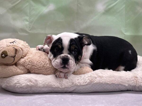 English Bulldog-DOG-Female-Black Red and White-24216-Petland Scottsdale, Arizona