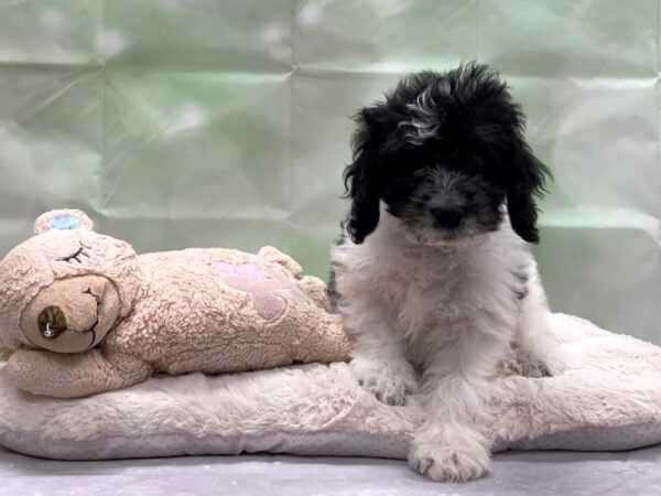 Cocker Spaniel/Poodle-DOG-Male-Black and White-24230-Petland Scottsdale, Arizona