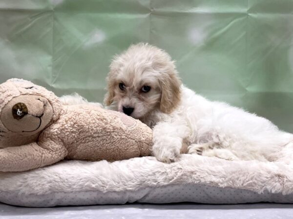 Cocker Spaniel/Poodle-DOG-Female-Cream and White-24229-Petland Scottsdale, Arizona