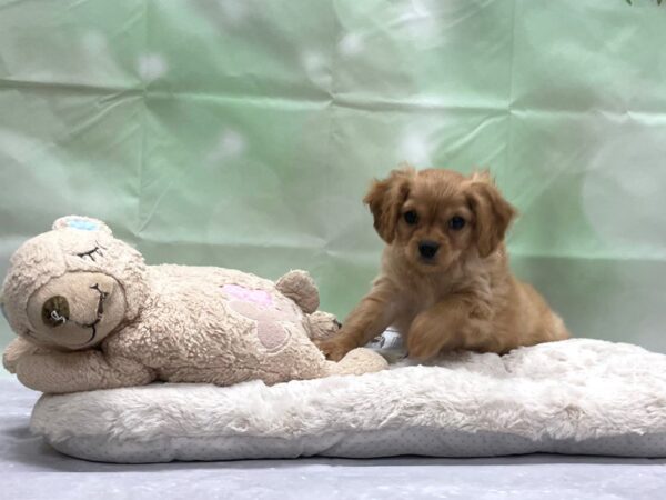 Cavalier King Charles Spaniel/Poodle-DOG-Female-Apricot-24228-Petland Scottsdale, Arizona