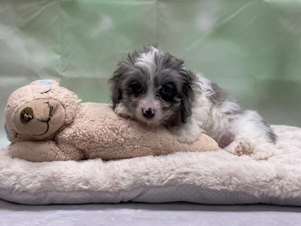 Cavalier King Charles Spaniel/Poodle-DOG-Male-Blue Merle-24227-Petland Scottsdale, Arizona