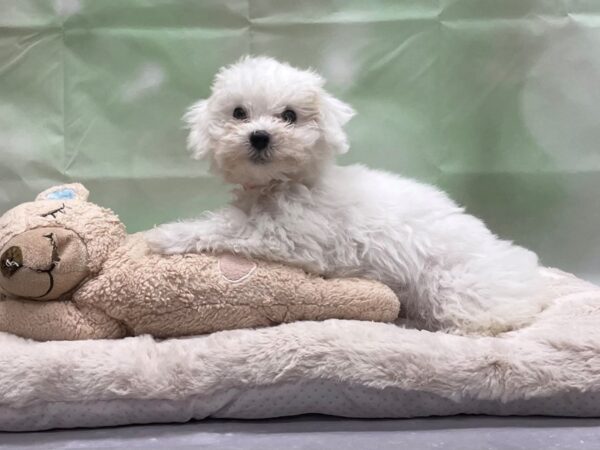 Bichon Frise-DOG-Female-White-24214-Petland Scottsdale, Arizona