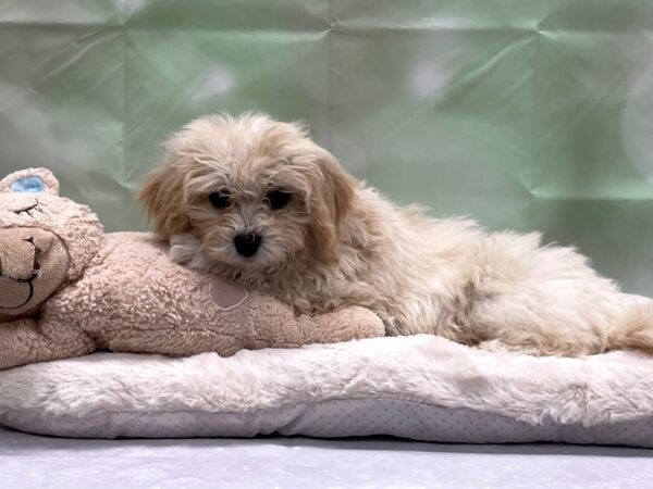 Poodle/Shih Tzu-DOG-Male-Cream and White-24226-Petland Scottsdale, Arizona