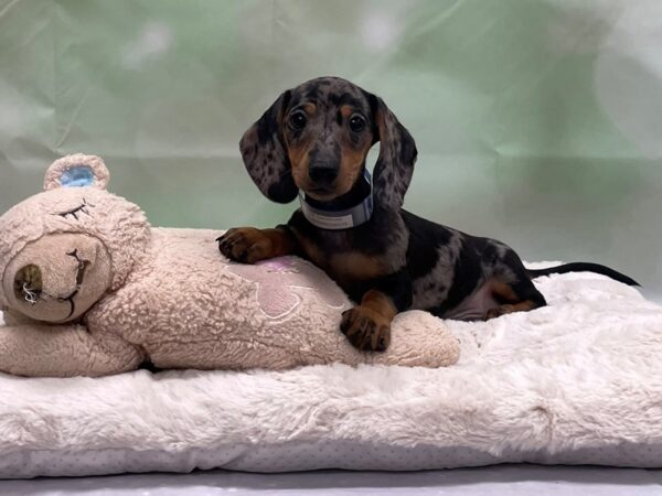 Dachshund-DOG-Male-Black and Silver Dapple-24219-Petland Scottsdale, Arizona