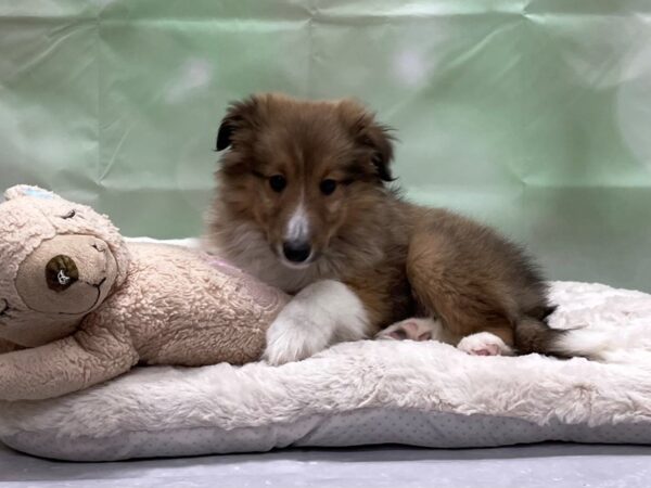 Shetland Sheepdog-DOG-Male-Sable and White-24221-Petland Scottsdale, Arizona