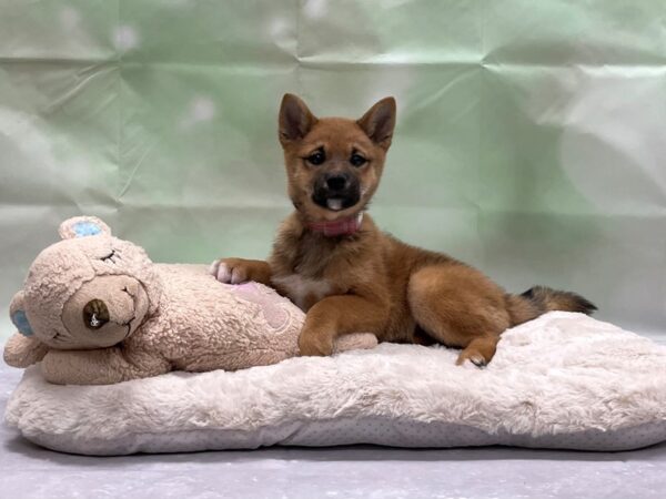 Shiba Inu-DOG-Female-Red-24224-Petland Scottsdale, Arizona