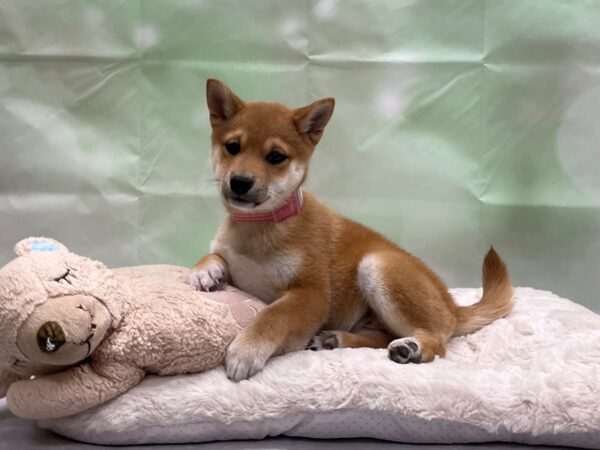 Shiba Inu-DOG-Female-Red-24223-Petland Scottsdale, Arizona