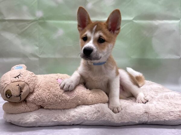 Shiba Inu-DOG-Male-Red and White-24222-Petland Scottsdale, Arizona