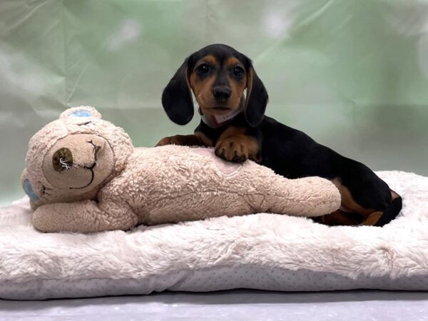 Dachshund-DOG-Female-Black and Tan-24218-Petland Scottsdale, Arizona