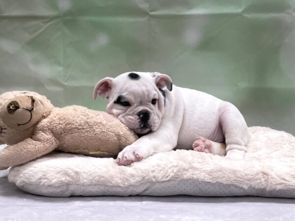 English Bulldog-DOG-Male-Black and White-24217-Petland Scottsdale, Arizona
