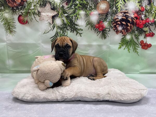 Bullmastiff-DOG-Female-Fawn-24242-Petland Scottsdale, Arizona
