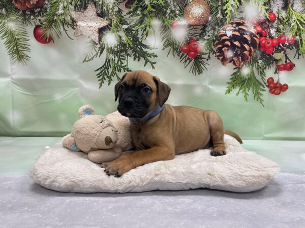 Bullmastiff-DOG-Male-Fawn-24243-Petland Scottsdale, Arizona