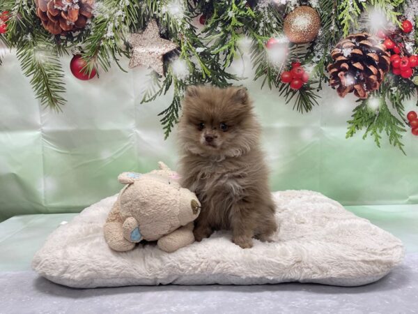 Pomeranian-DOG-Male-Merle-24220-Petland Scottsdale, Arizona