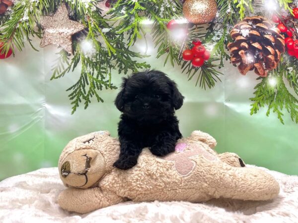 Poodle/Shih Tzu-DOG-Female-Black-24244-Petland Scottsdale, Arizona