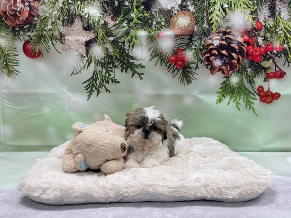 Shih Tzu-DOG-Female-White / Gold-24239-Petland Scottsdale, Arizona