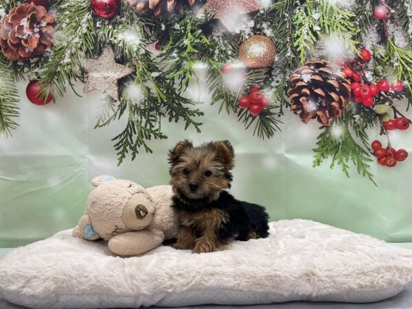 F1B Morkie-DOG-Male-Black / Tan-24246-Petland Scottsdale, Arizona