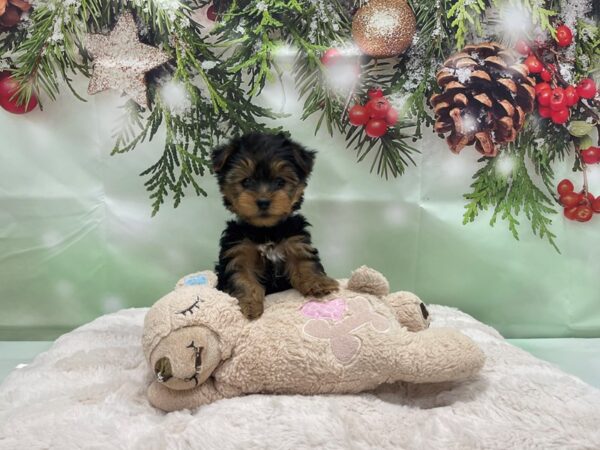 Yorkshire Terrier-DOG-Male-Black / Tan-24240-Petland Scottsdale, Arizona