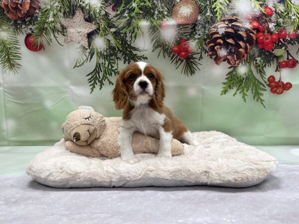 Cavalier King Charles Spaniel-DOG-Male-Blenheim-24231-Petland Scottsdale, Arizona