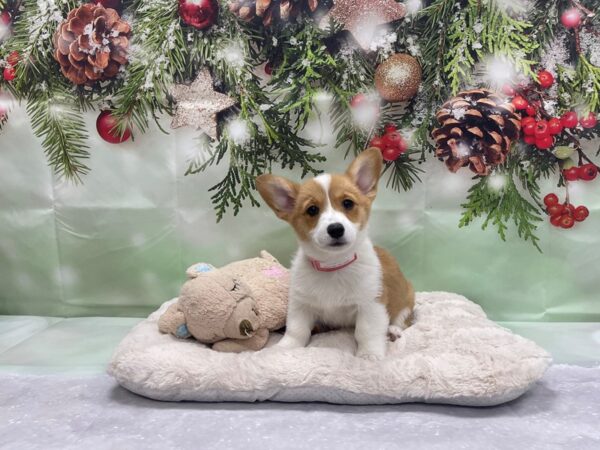 Pembroke Welsh Corgi-DOG-Female-Sable / White-24232-Petland Scottsdale, Arizona