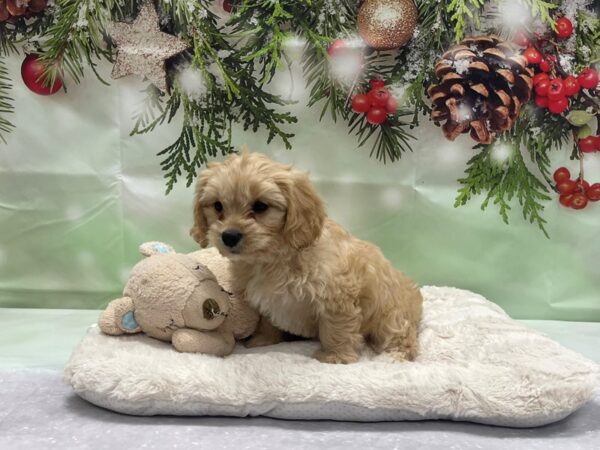 Bichon Frise/Cavalier King Charles Spaniel-DOG-Female-Apricot-24241-Petland Scottsdale, Arizona