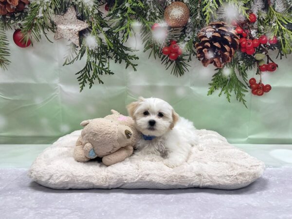 Maltese/Shih Tzu-DOG-Male-White-24245-Petland Scottsdale, Arizona