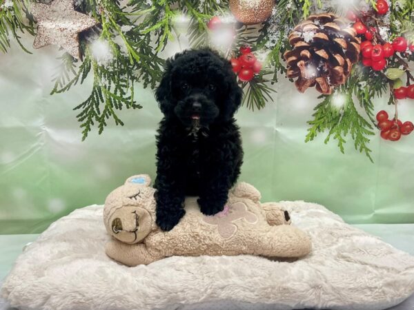 Poodle-DOG-Male-Black-24236-Petland Scottsdale, Arizona