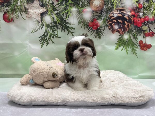Shih Tzu-DOG-Male-Chocolate / White-24238-Petland Scottsdale, Arizona
