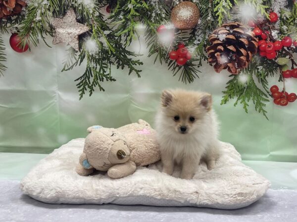 Pomeranian-DOG-Male-Cream-24235-Petland Scottsdale, Arizona