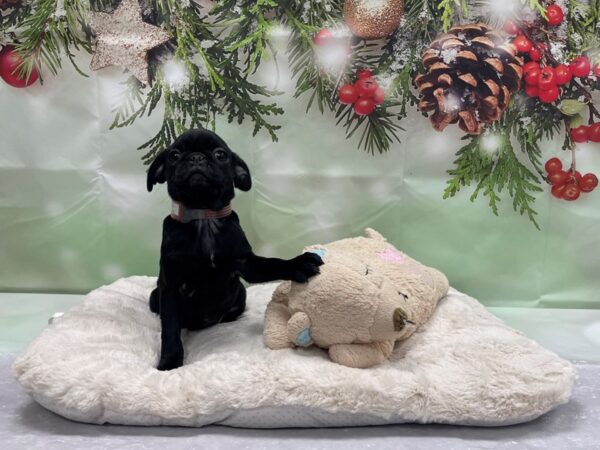 Pug-DOG-Female-Black-24237-Petland Scottsdale, Arizona