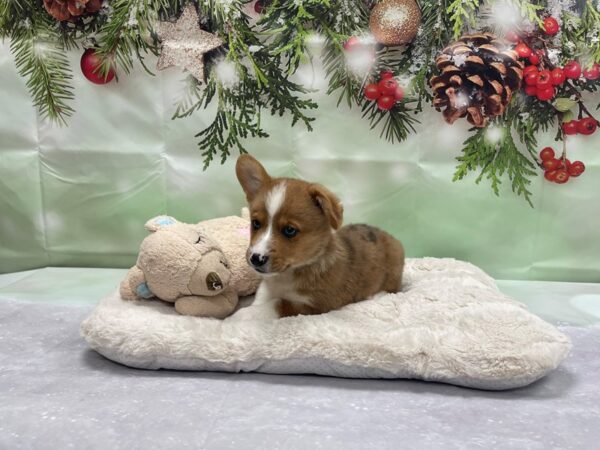 Pembroke Welsh Corgi-DOG-Male-Red Merle-24234-Petland Scottsdale, Arizona