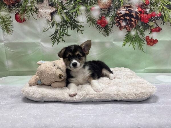 Pembroke Welsh Corgi-DOG-Female-Black / Tan-24233-Petland Scottsdale, Arizona