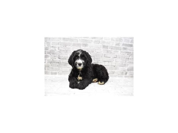 Bernese Mountain Dog/Standard Poodle-DOG-Female-Black-24283-Petland Scottsdale, Arizona