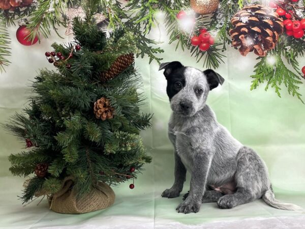 Australian Cattle Dog-DOG-Male-Blue Mottled-24250-Petland Scottsdale, Arizona