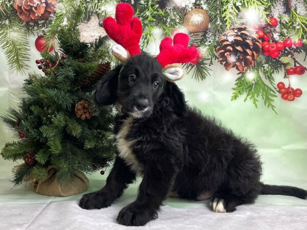Bernese Mountain Dog/Standard Poodle-DOG-Male-Black-24251-Petland Scottsdale, Arizona