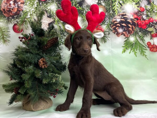 Labrador Retriever/Standard Poodle-DOG-Female-Brown-24252-Petland Scottsdale, Arizona