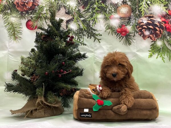 F1B Mini Goldendoodle-DOG-Male-Red-24253-Petland Scottsdale, Arizona