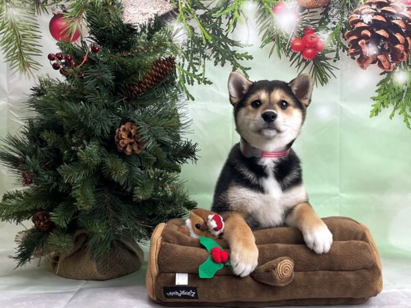 Shiba Inu-DOG-Female-Black and Tan-24256-Petland Scottsdale, Arizona