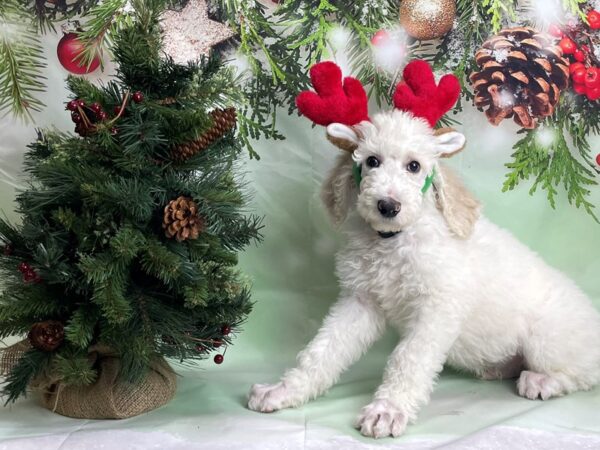 Standard Poodle-DOG-Male-Cream and White-24257-Petland Scottsdale, Arizona
