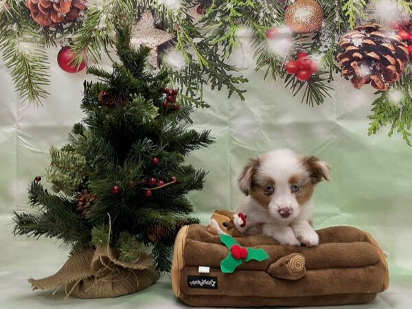 Toy Australian Shepherd-DOG-Female-Red Merle-24259-Petland Scottsdale, Arizona
