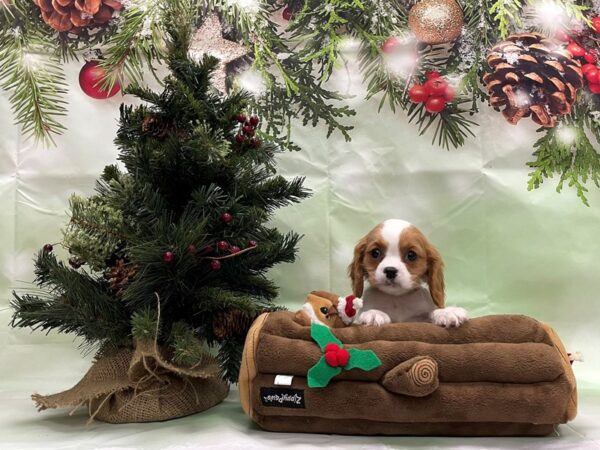 Cavalier King Charles Spaniel-DOG-Female-Blenheim-24260-Petland Scottsdale, Arizona
