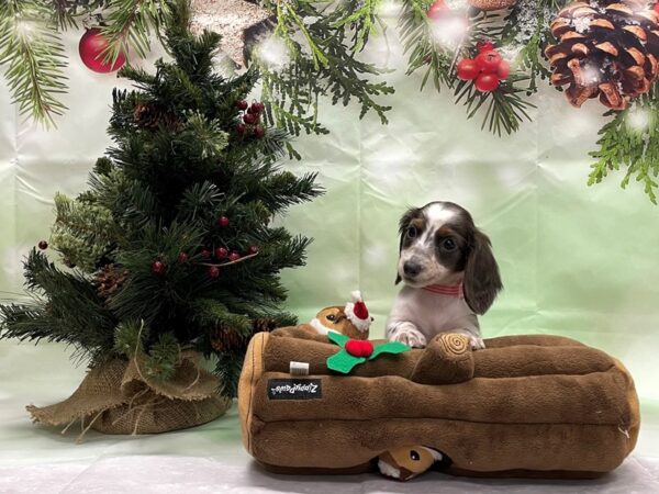 Dachshund-DOG-Female-Blue and Tan-24261-Petland Scottsdale, Arizona