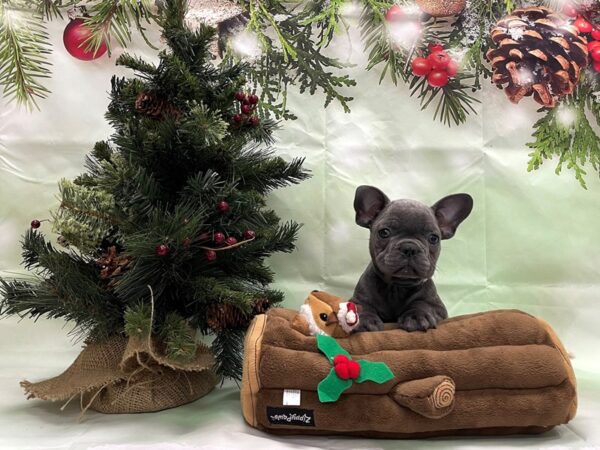 French Bulldog-DOG-Male-Blue-24262-Petland Scottsdale, Arizona