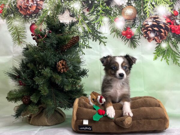 Australian Shepherd/Toy Australian Shepherd-DOG-Female-Blue Merle-24263-Petland Scottsdale, Arizona