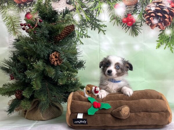 Australian Shepherd/Toy Australian Shepherd-DOG-Male-Blue Merle-24264-Petland Scottsdale, Arizona