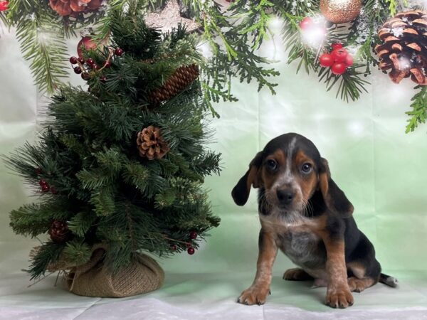Beagle-DOG-Male-Black / Tan-24265-Petland Scottsdale, Arizona