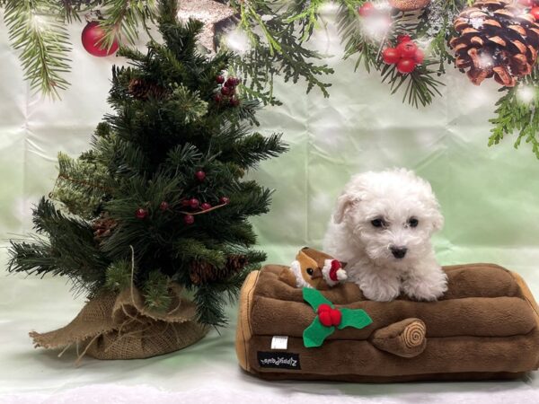 Bichon Frise-DOG-Female-White-24266-Petland Scottsdale, Arizona