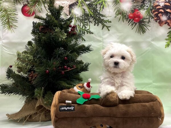 Maltese-DOG-Female-White-24268-Petland Scottsdale, Arizona